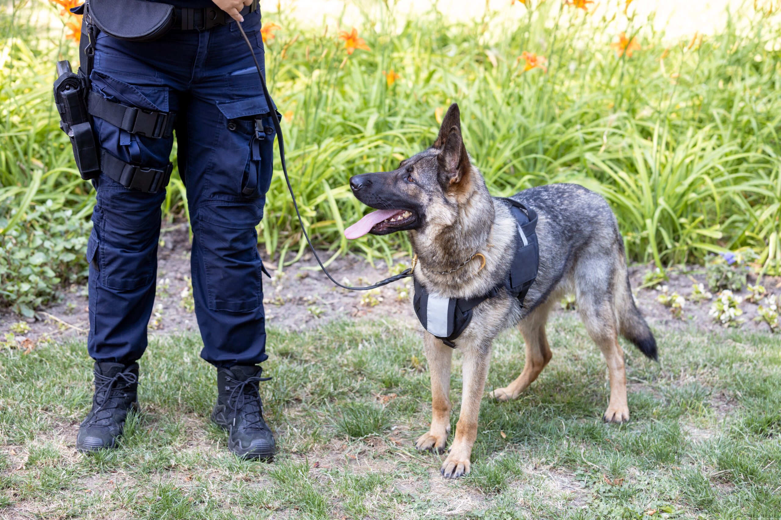 Security dog handler on patrol with a German Shepherd